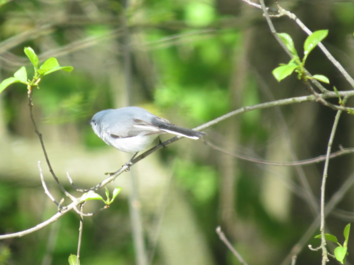Blue-gray Gnatcatcher - ML634854030