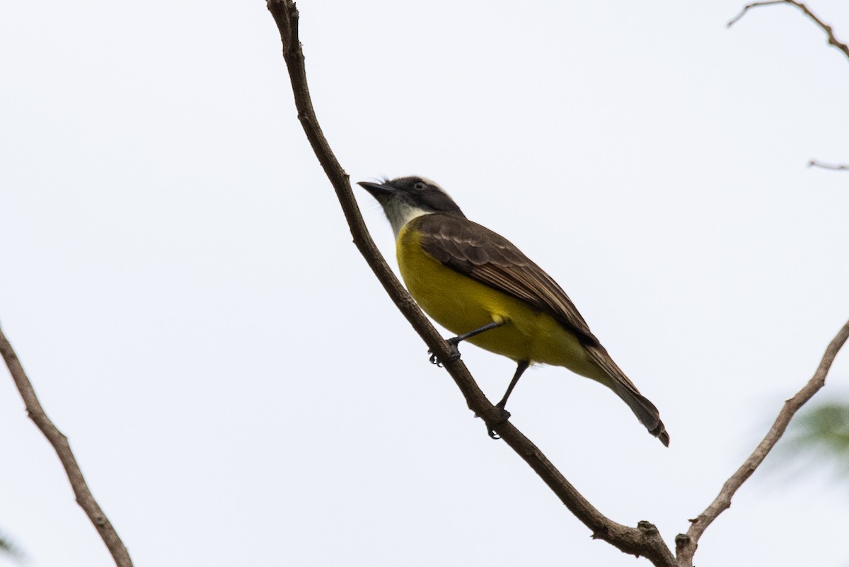 Social Flycatcher (Social) - ML634854083
