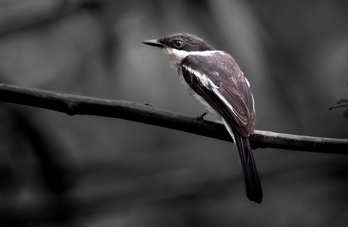 Bar-winged Flycatcher-shrike - ML634854180