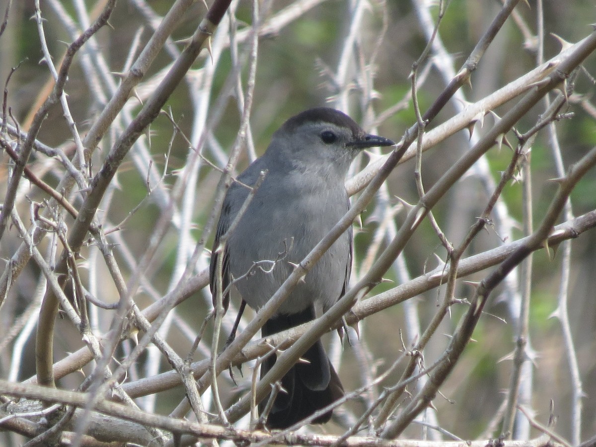 Gray Catbird - ML634854202