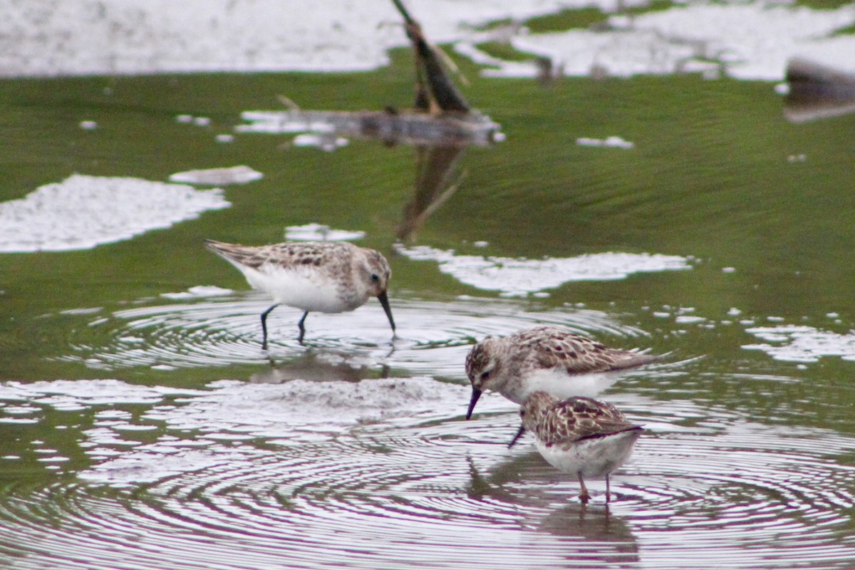 Semipalmated Sandpiper - ML63485421