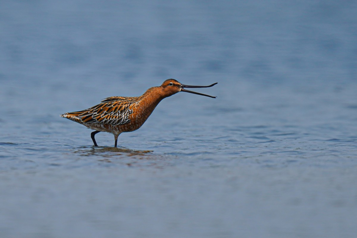 Asian Dowitcher - ML634854256