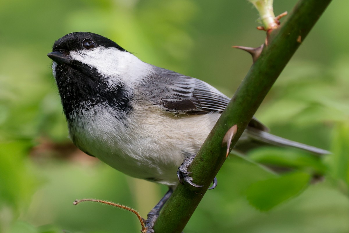 Black-capped Chickadee - ML634854302
