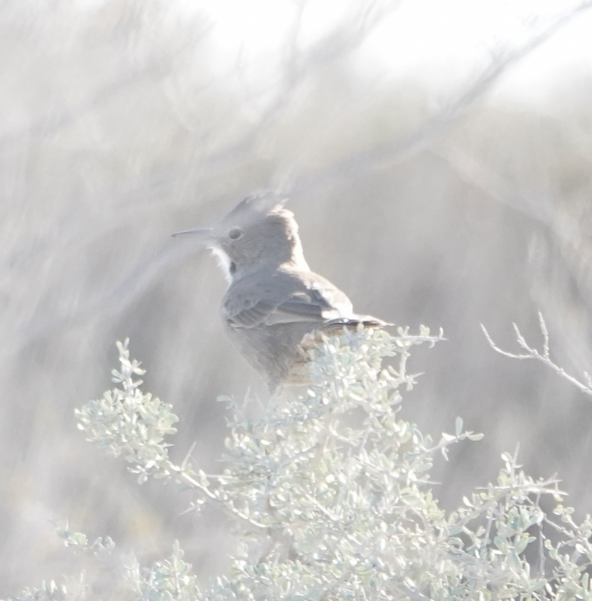White-throated Cacholote - ML634854305