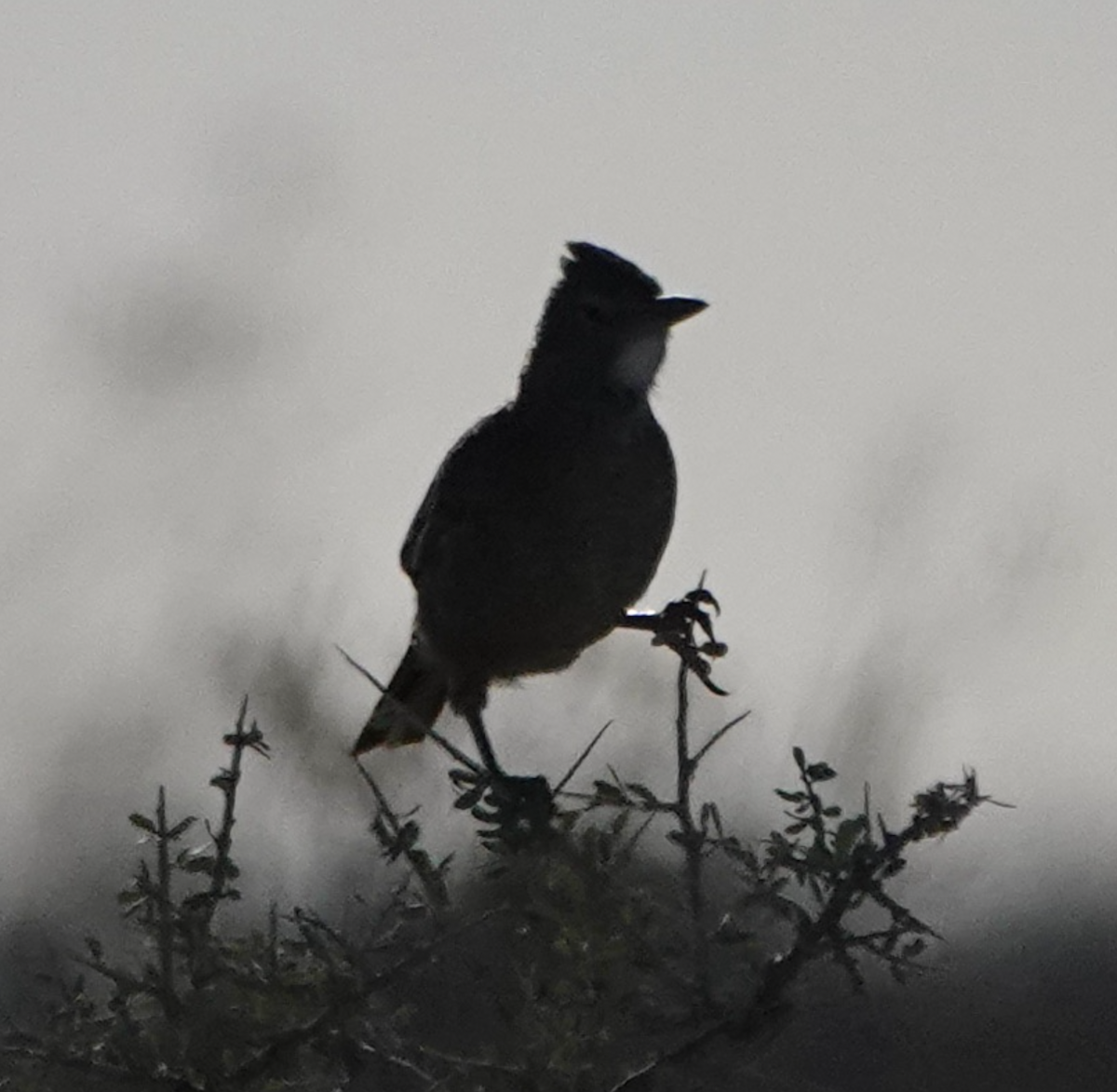 White-throated Cacholote - ML634854306