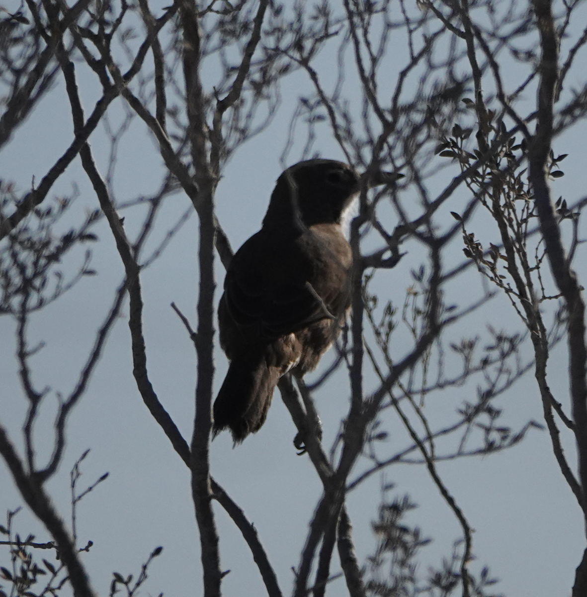 White-throated Cacholote - ML634854307