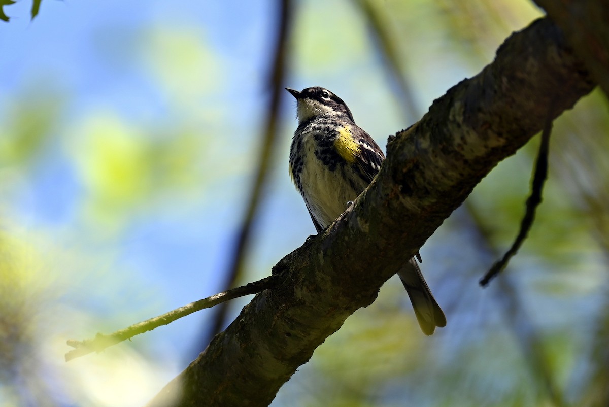 Yellow-rumped Warbler - ML634854361