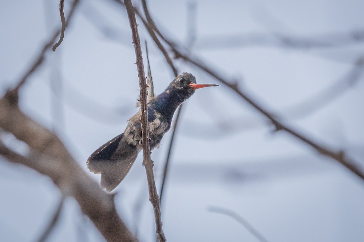 Turquoise-crowned Hummingbird - ML634854382