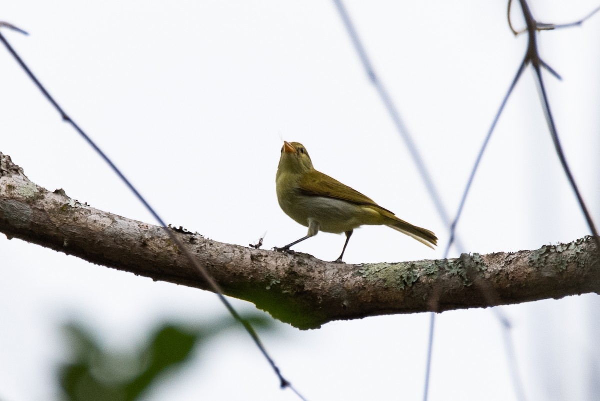 Guira Tanager - ML634854438