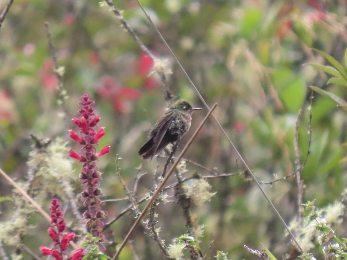 Buff-thighed Puffleg - ML634854482
