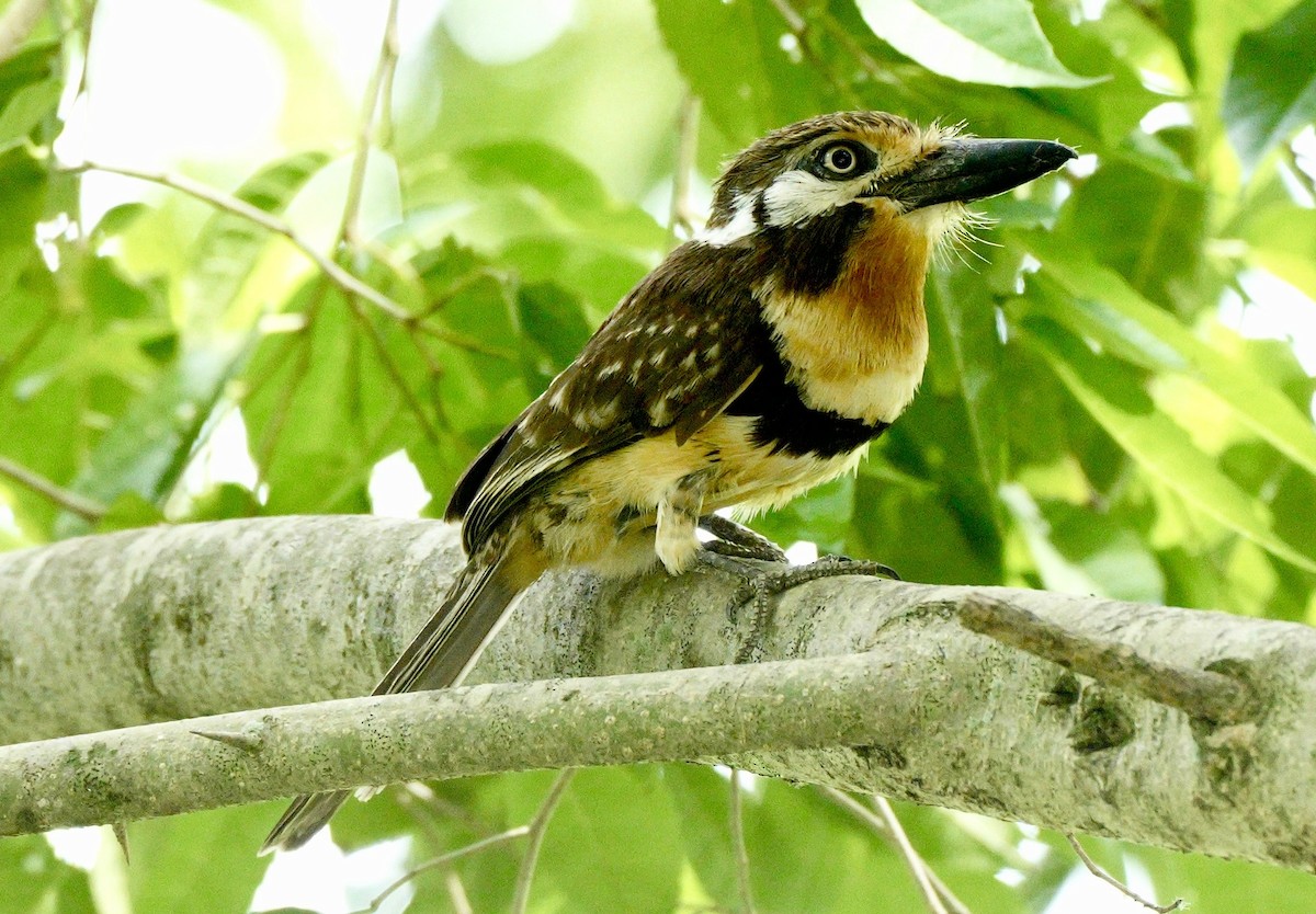 Russet-throated Puffbird - ML634854531