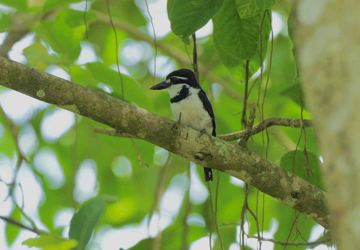 Pied Puffbird - ML634854540