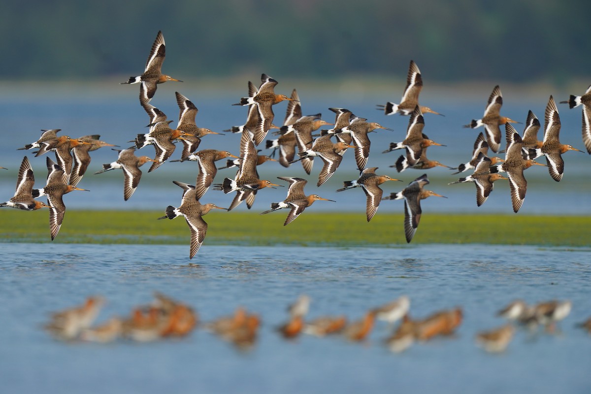 Black-tailed Godwit - ML634854744