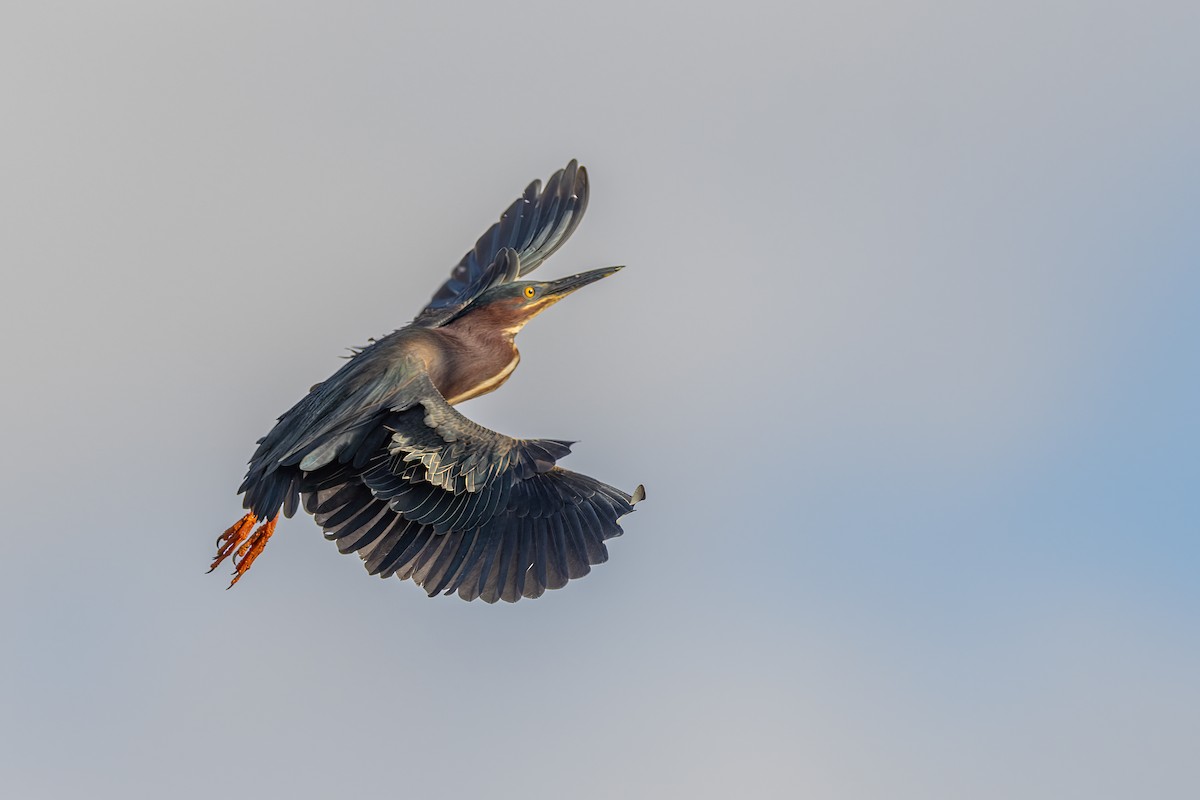 Green Heron - ML634854755