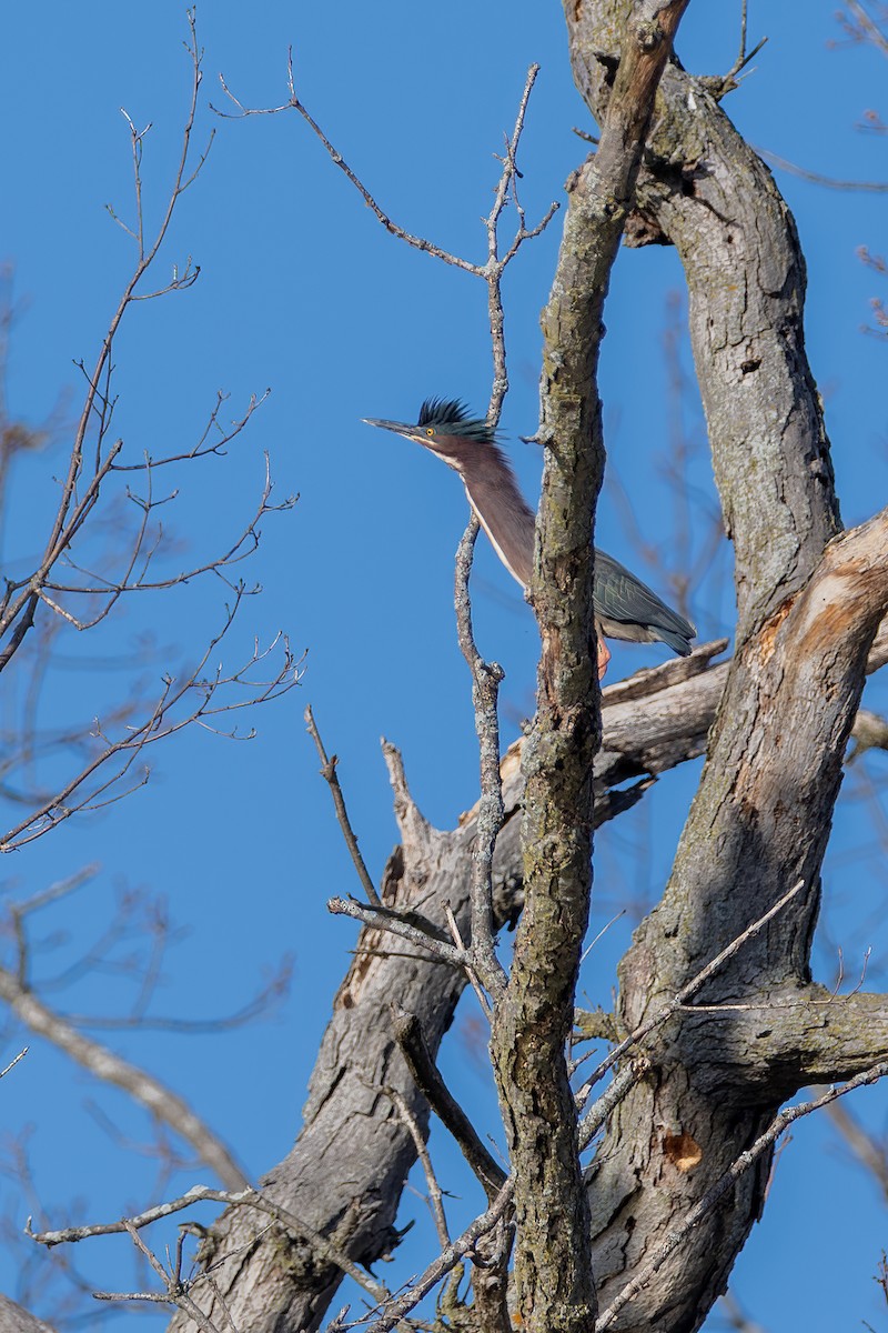 Green Heron - ML634854757