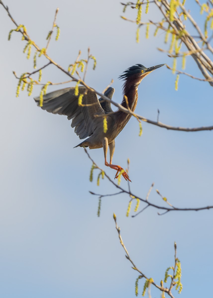 Green Heron - ML634854759