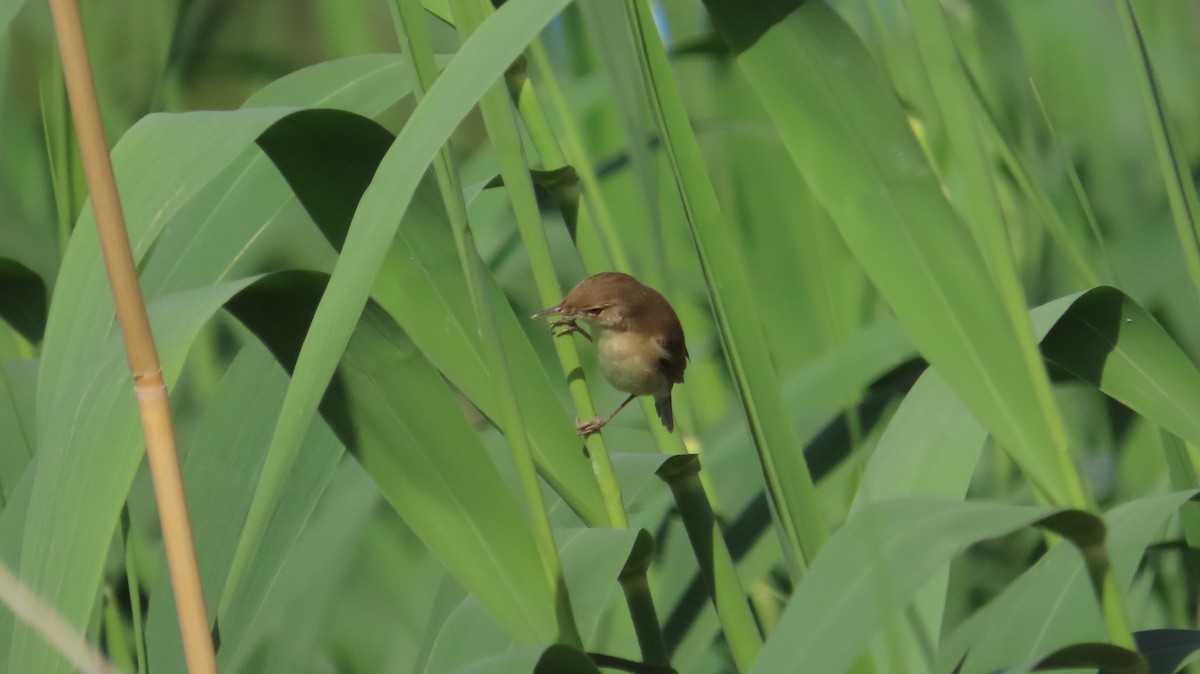 Common Reed Warbler (Caspian) - ML634854767