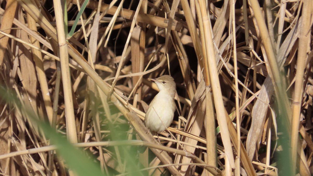 Common Reed Warbler (Caspian) - ML634854768