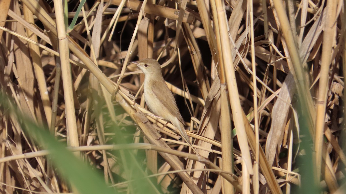 Common Reed Warbler (Caspian) - ML634854769