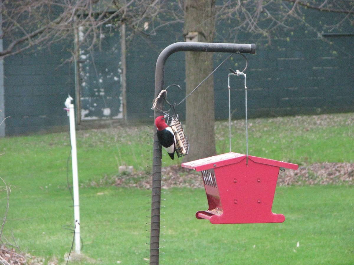 Red-headed Woodpecker - ML634854776