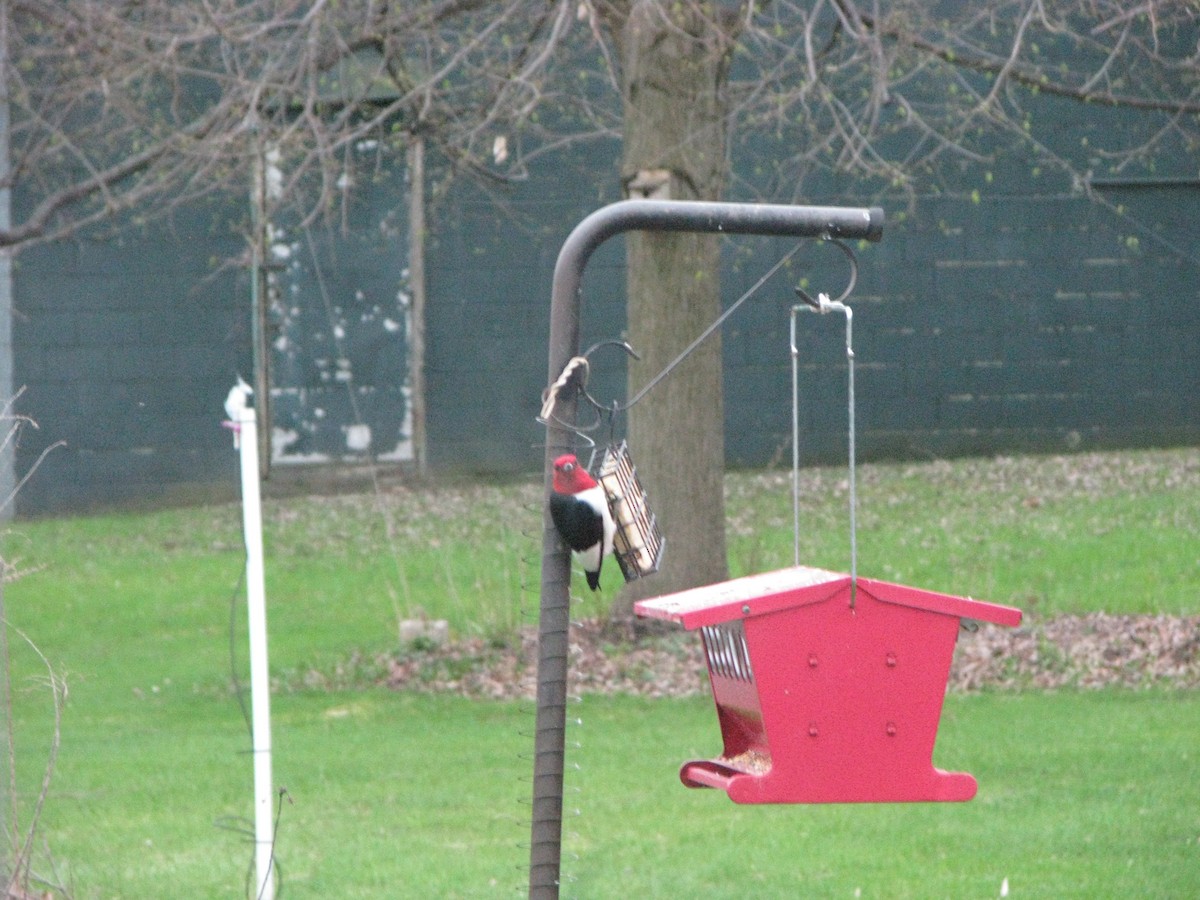 Red-headed Woodpecker - ML634854786