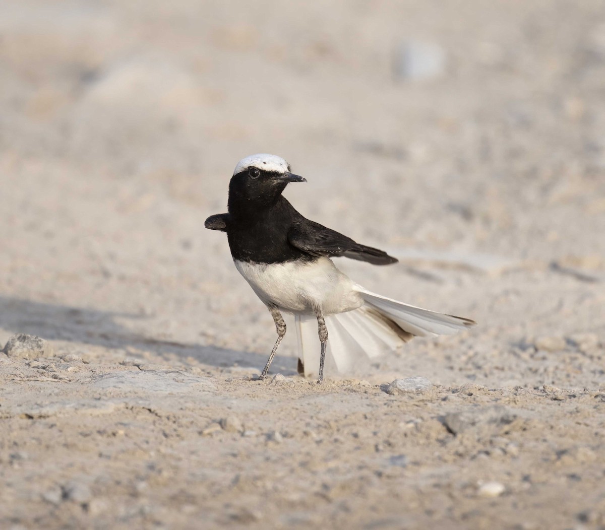 Hooded Wheatear - ML634854840