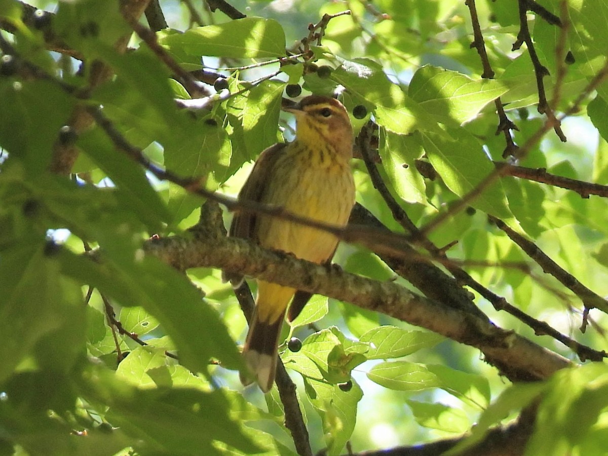 Palm Warbler - ML634854871