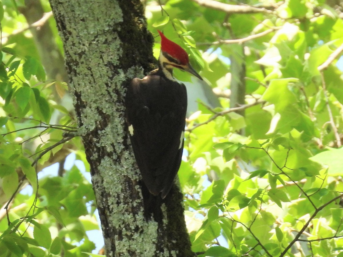 Pileated Woodpecker - ML634854918