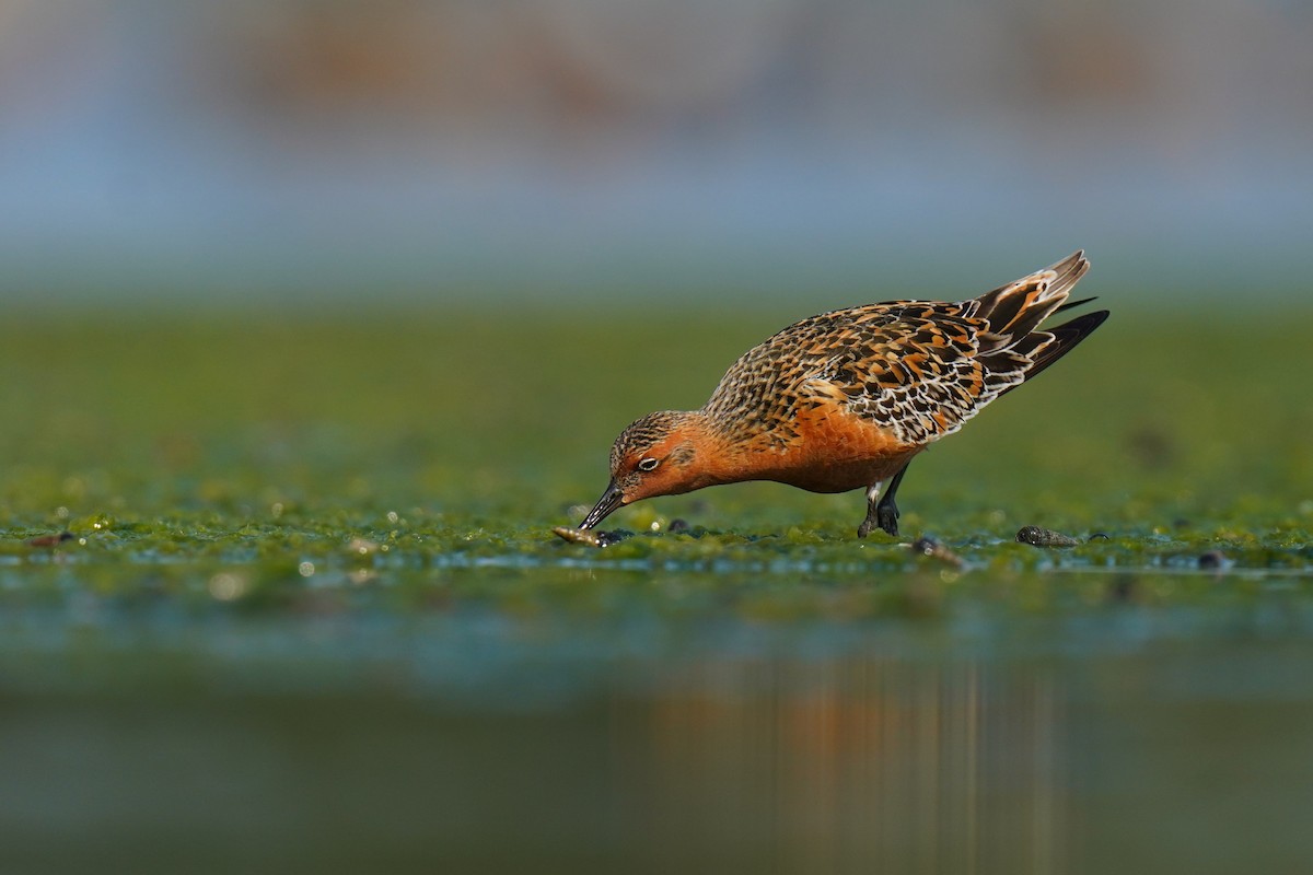 Red Knot - ML634854936