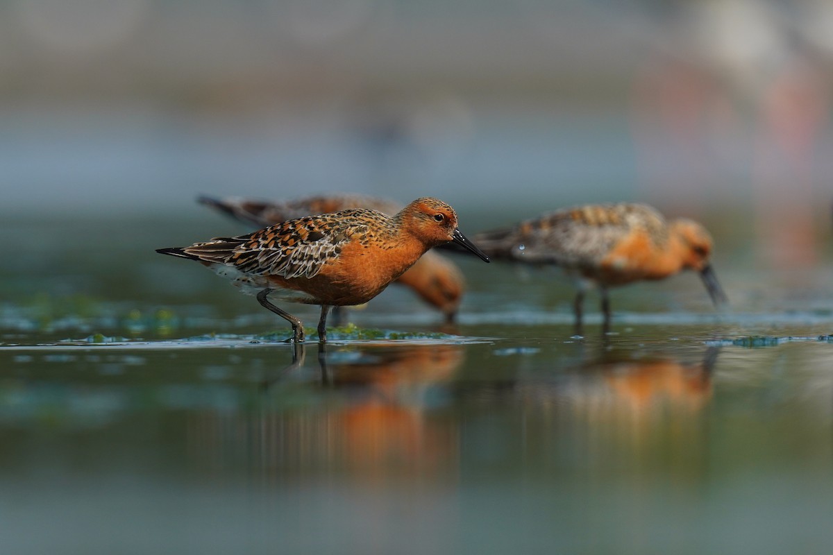 Red Knot - ML634854937