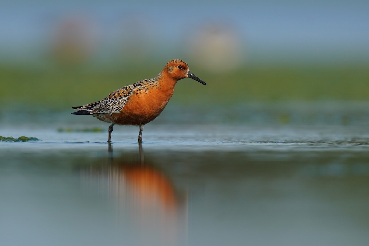Red Knot - ML634854938