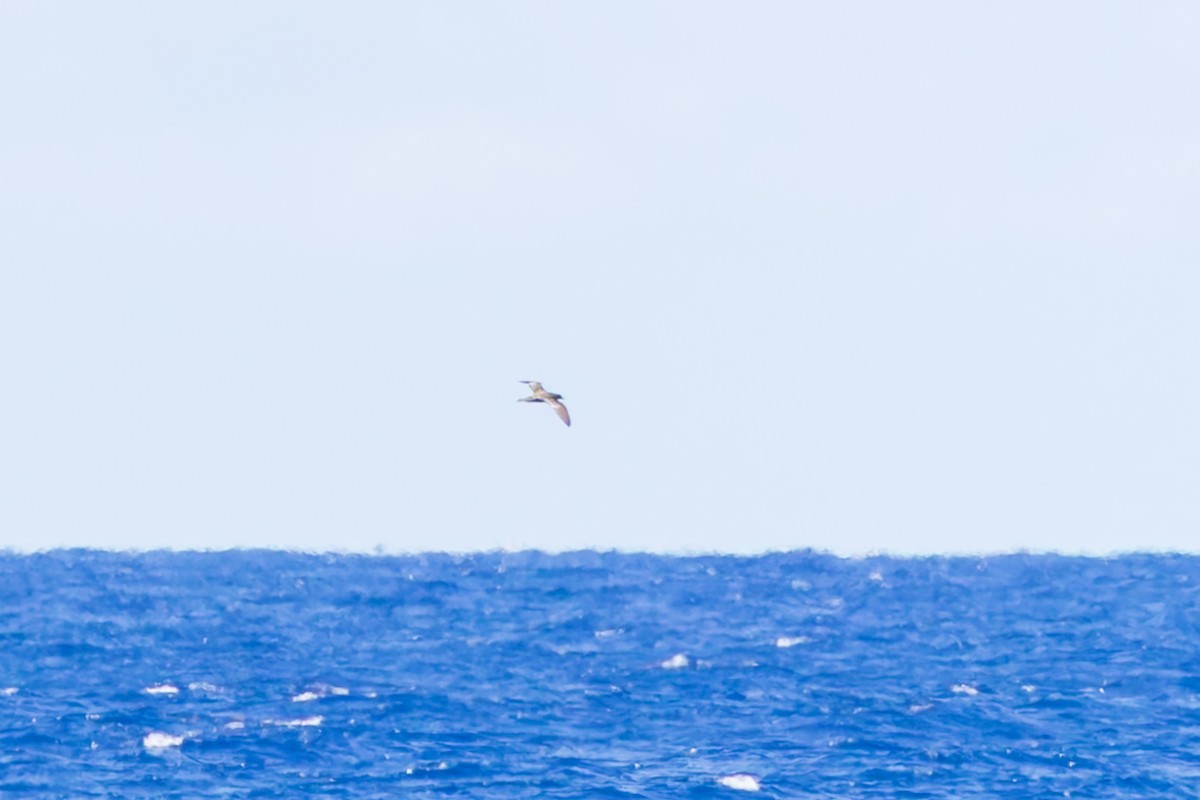 Trindade Petrel - ML634854955