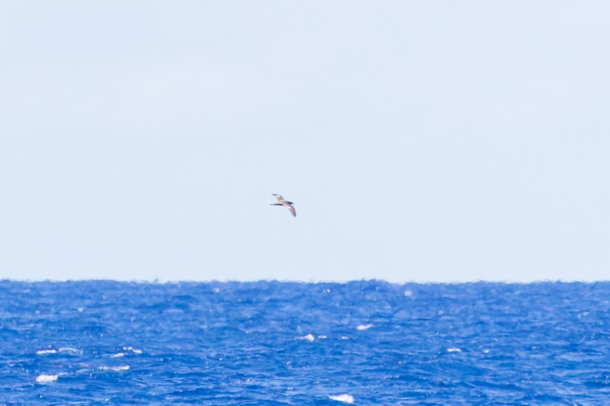 Trindade Petrel - ML634854956