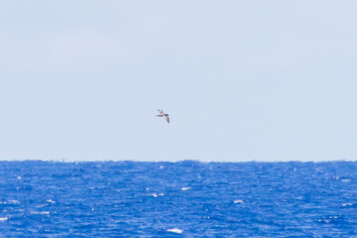 Trindade Petrel - ML634854957