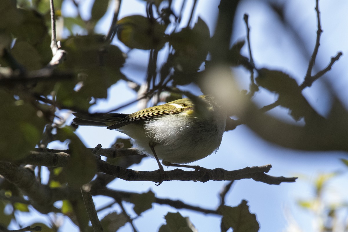Pallas's Leaf Warbler - ML634855015