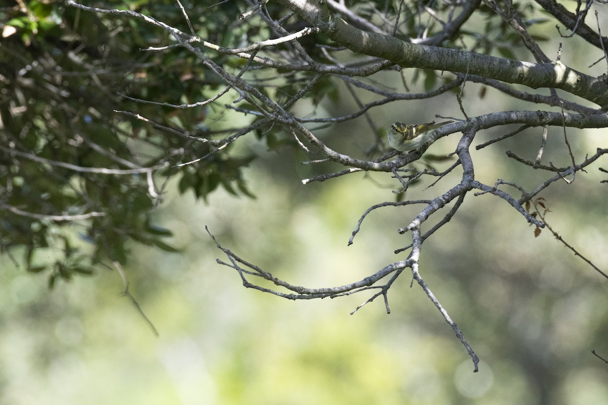 Pallas's Leaf Warbler - ML634855016