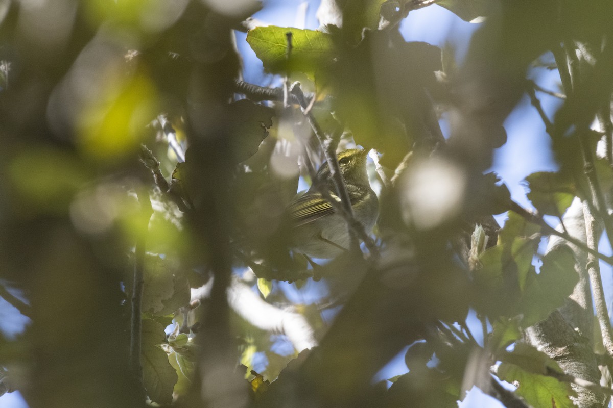 Pallas's Leaf Warbler - ML634855017