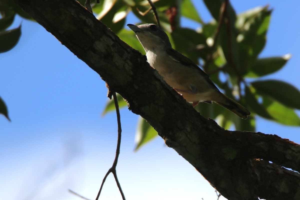 White-browed Shrike-Babbler - ML634855137