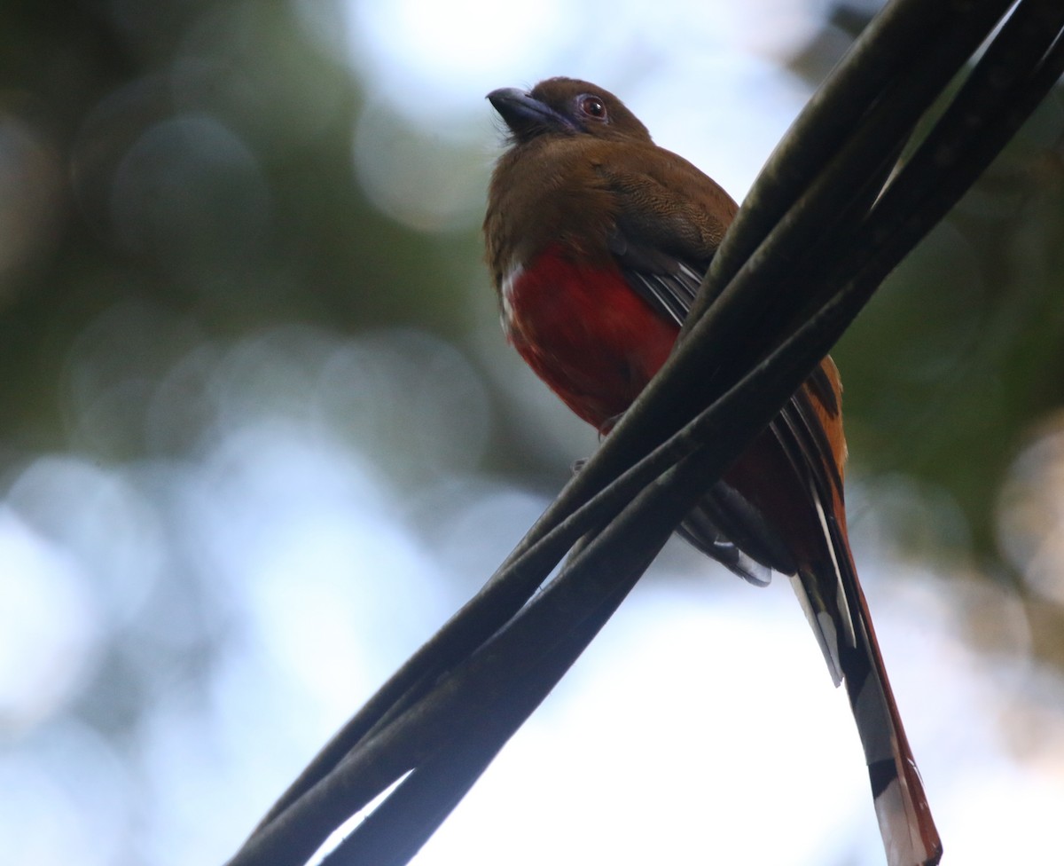 Red-headed Trogon - ML634855267