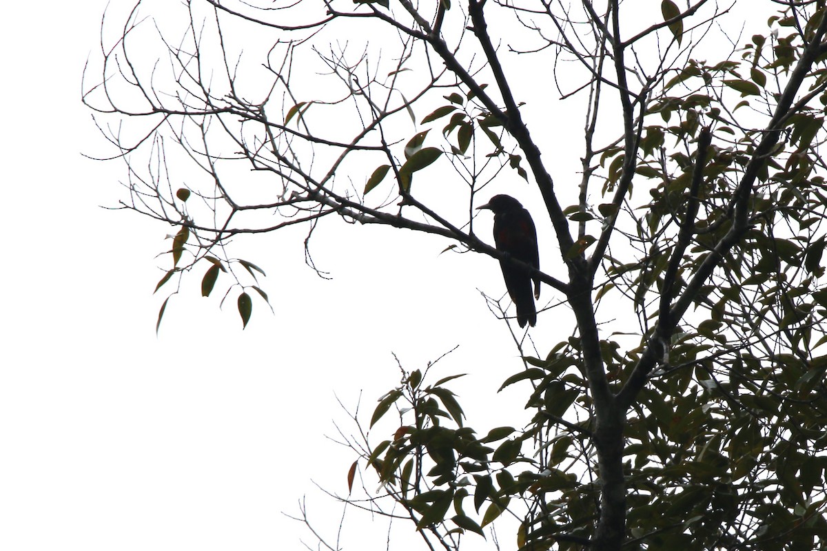 Black-and-crimson Oriole - ML634855306