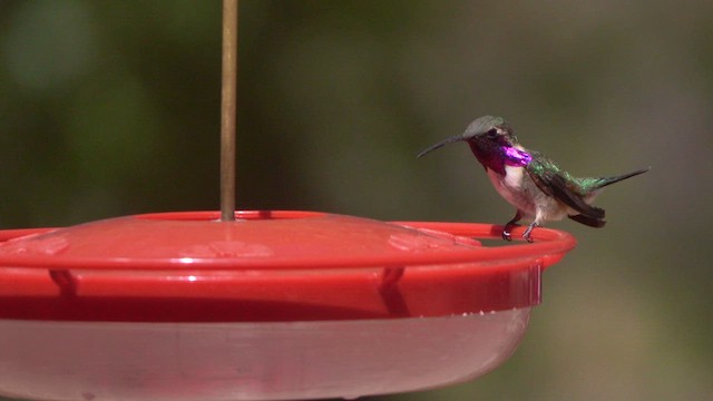 Lucifer Hummingbird - ML634855322