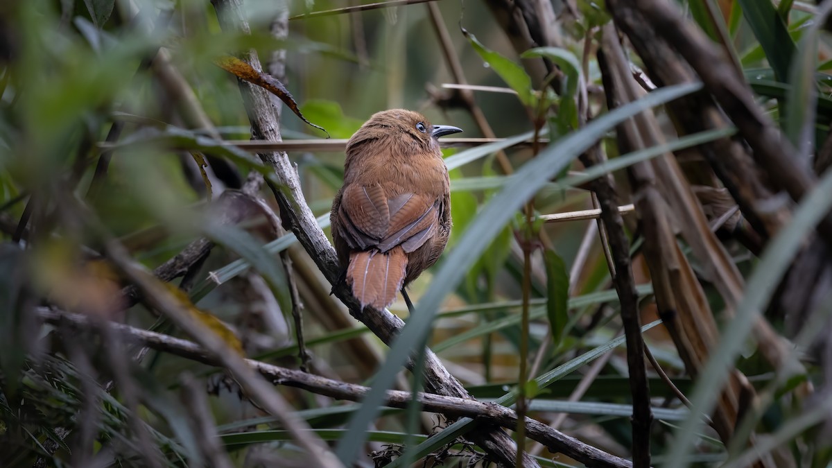 Rufous Spinetail - ML634855350