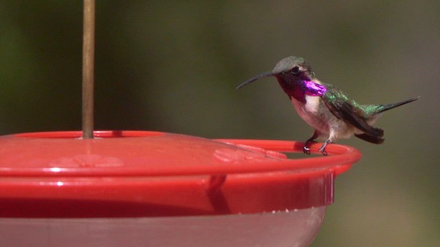 Lucifer Hummingbird - ML634855381