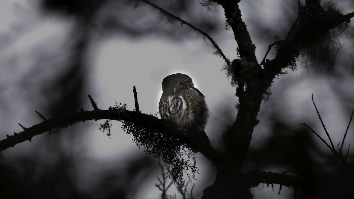 Andean Pygmy-Owl - ML634855388