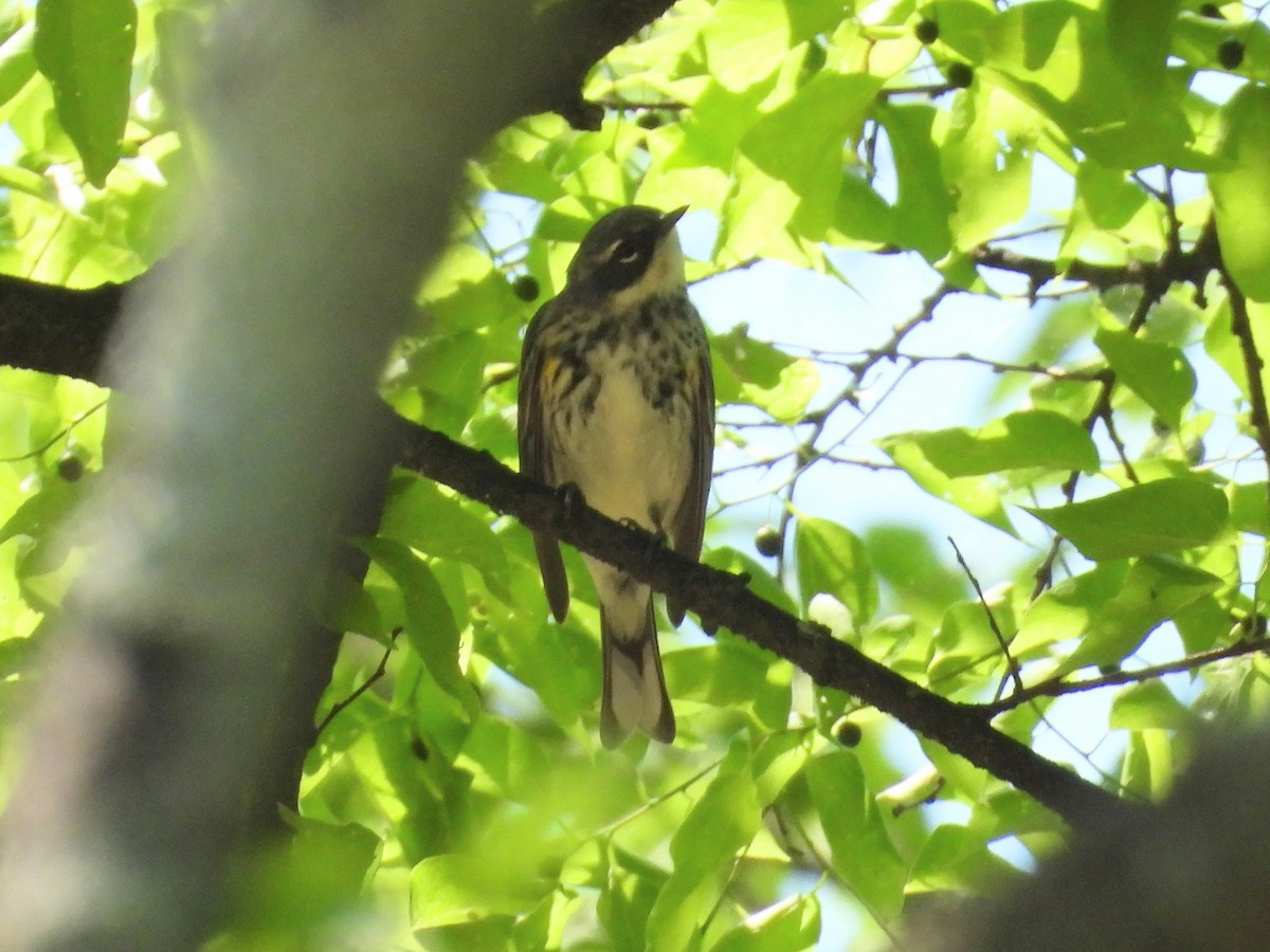 Yellow-rumped Warbler - ML634855466