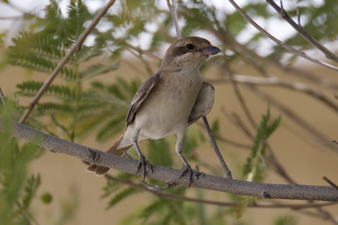 Pie-grièche isabelle (isabellinus) - ML634855529