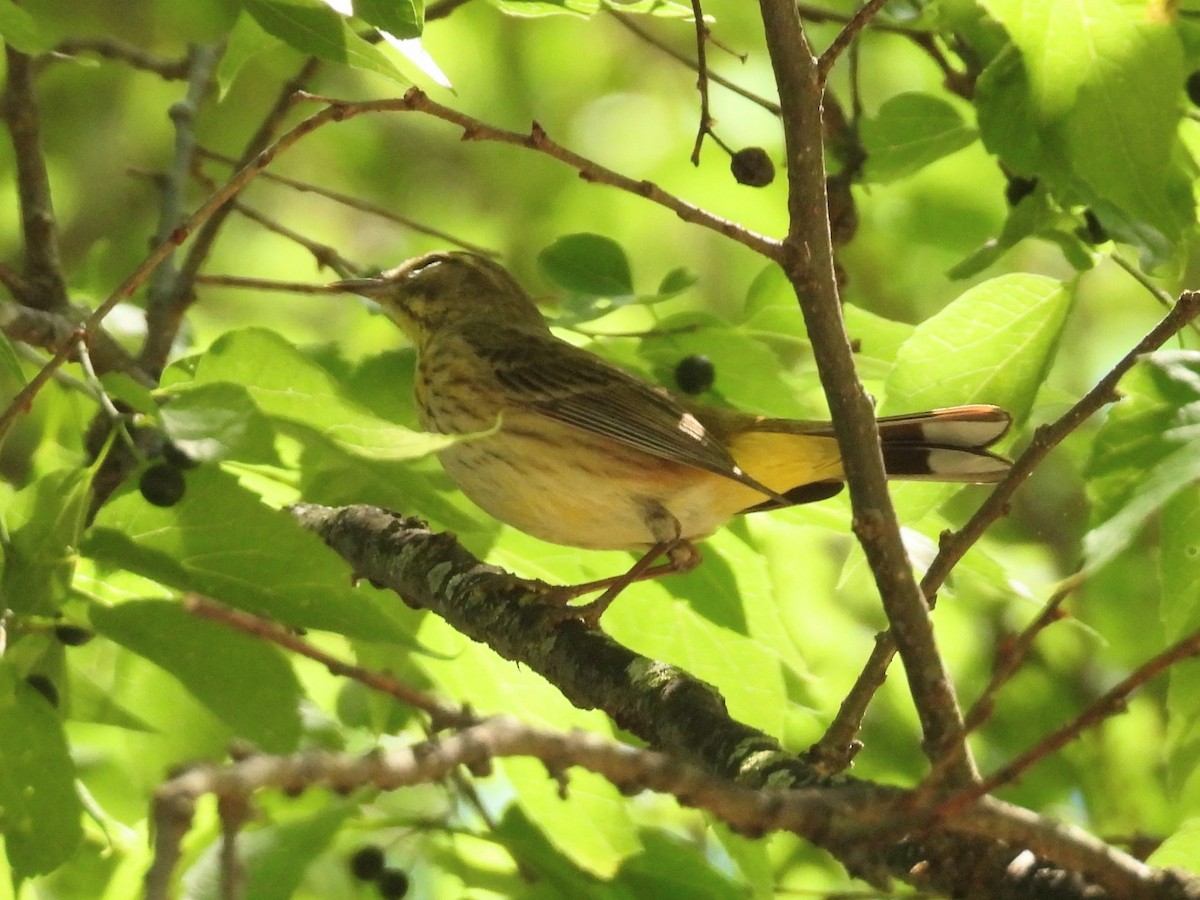 Palm Warbler - ML634855588