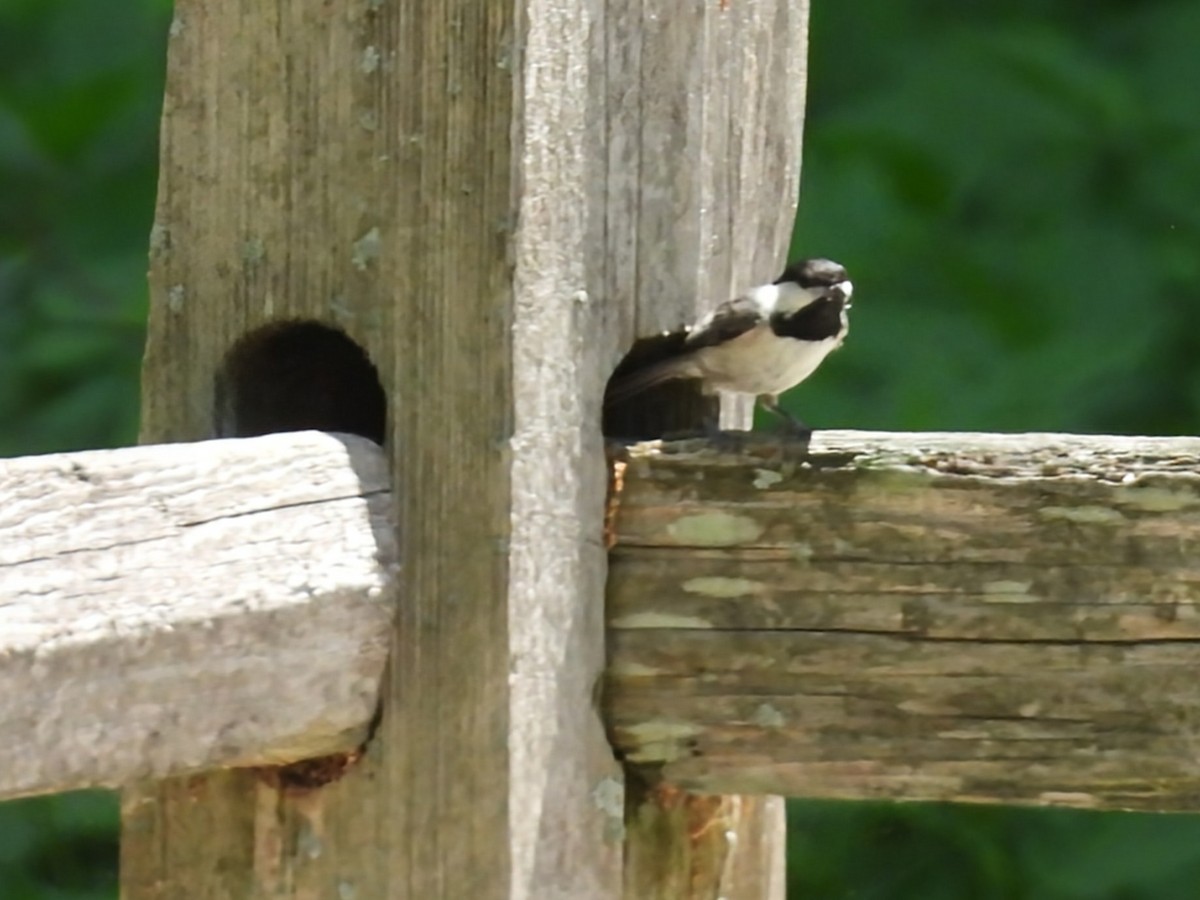 Carolina Chickadee - ML634855702