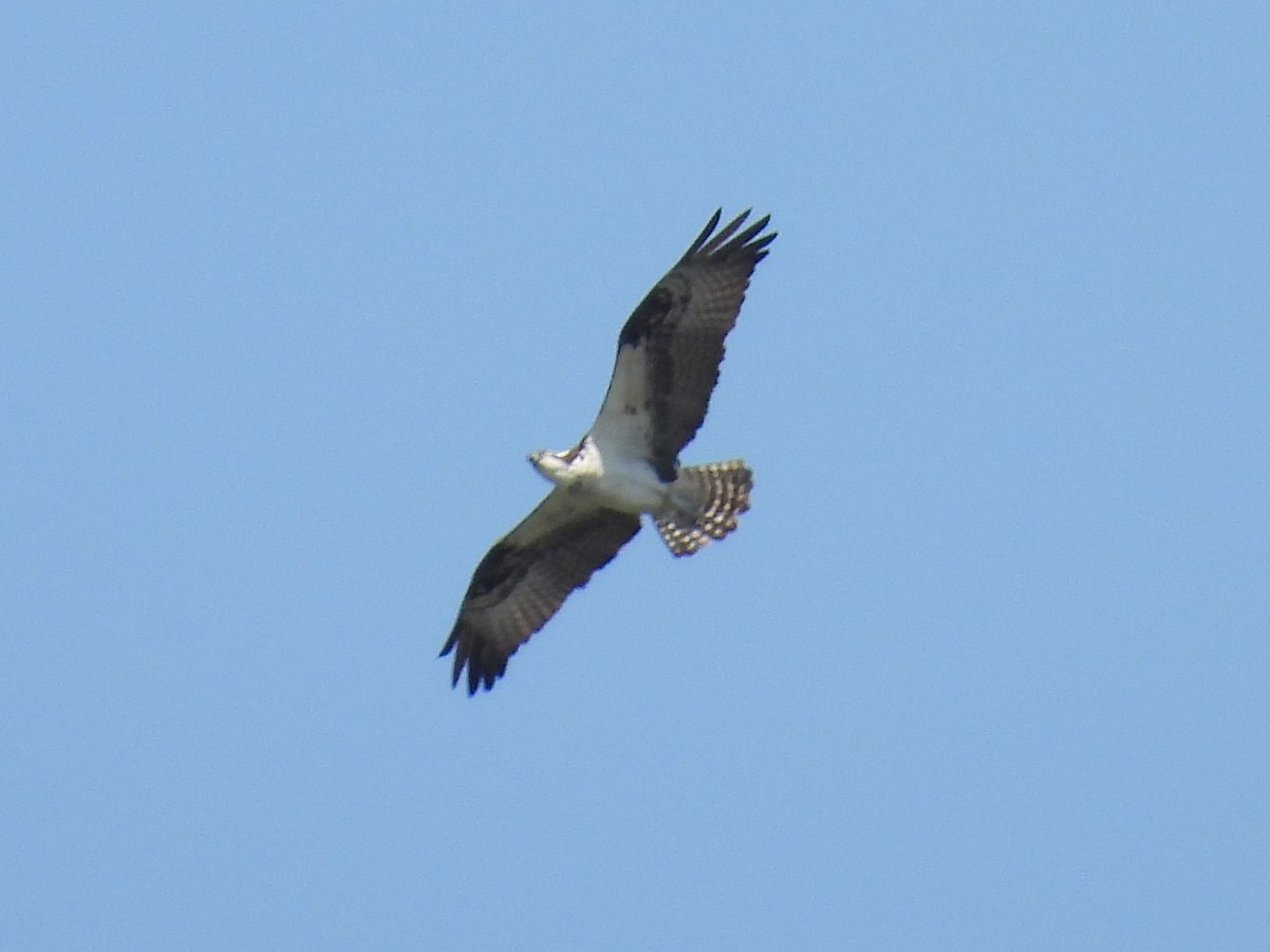 Osprey - ML634855747