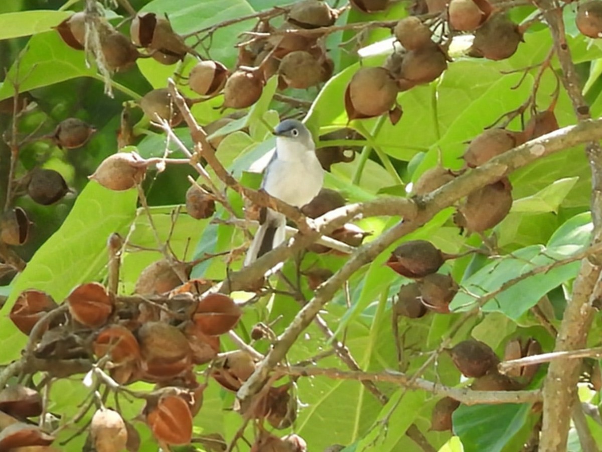 Blue-gray Gnatcatcher - ML634855865
